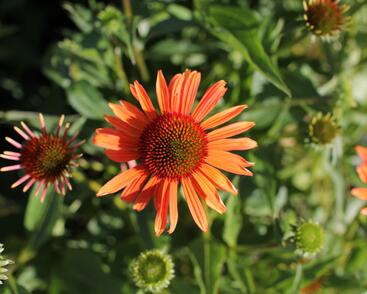 Třapatkovka 'Orange Passion'