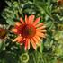 Echinacea purpurea 'Orange Passion'.JPG