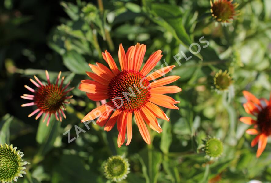 Třapatkovka 'Orange Passion' - Echinacea purpurea 'Orange Passion'