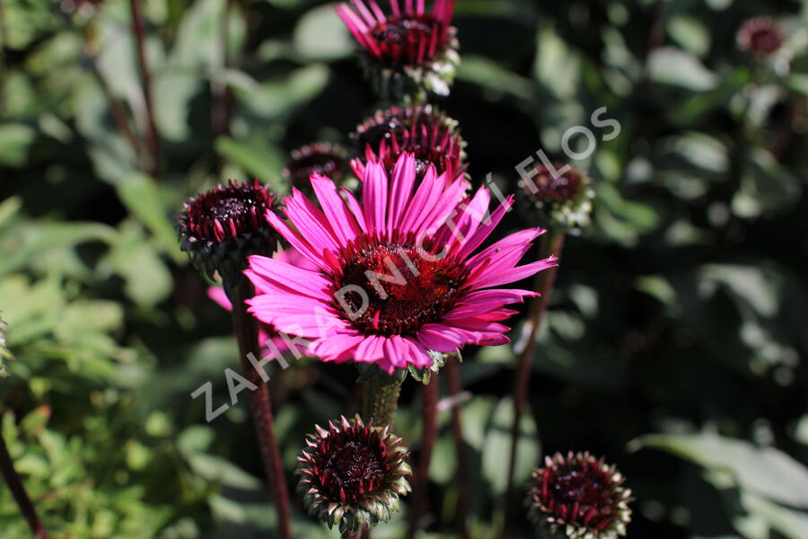 Třapatkovka nachová 'Fatal Attraction' - Echinacea purpurea 'Fatal Attraction'