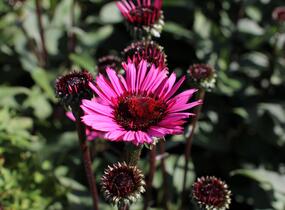Třapatkovka nachová 'Fatal Attraction' - Echinacea purpurea 'Fatal Attraction'