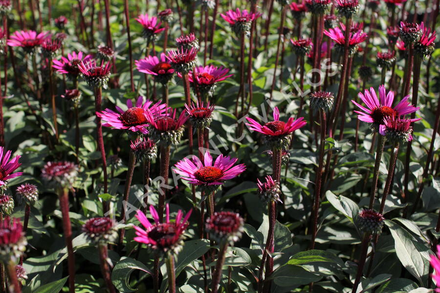 Třapatkovka nachová 'Fatal Attraction' - Echinacea purpurea 'Fatal Attraction'