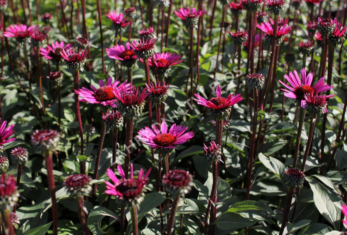 Třapatkovka nachová 'Fatal Attraction' - Echinacea purpurea 'Fatal Attraction'