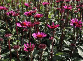 Třapatkovka nachová 'Fatal Attraction' - Echinacea purpurea 'Fatal Attraction'