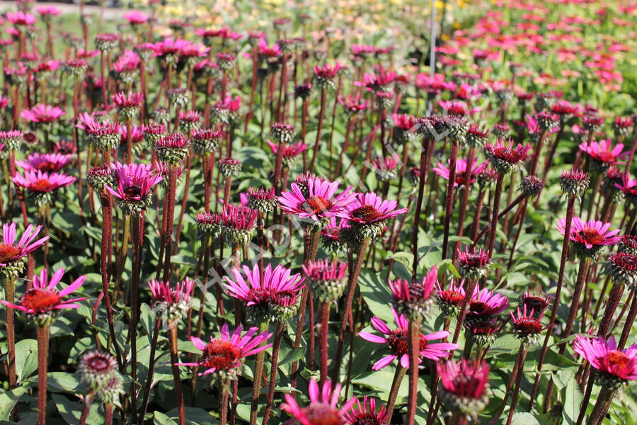 Třapatkovka nachová 'Fatal Attraction' - Echinacea purpurea 'Fatal Attraction'