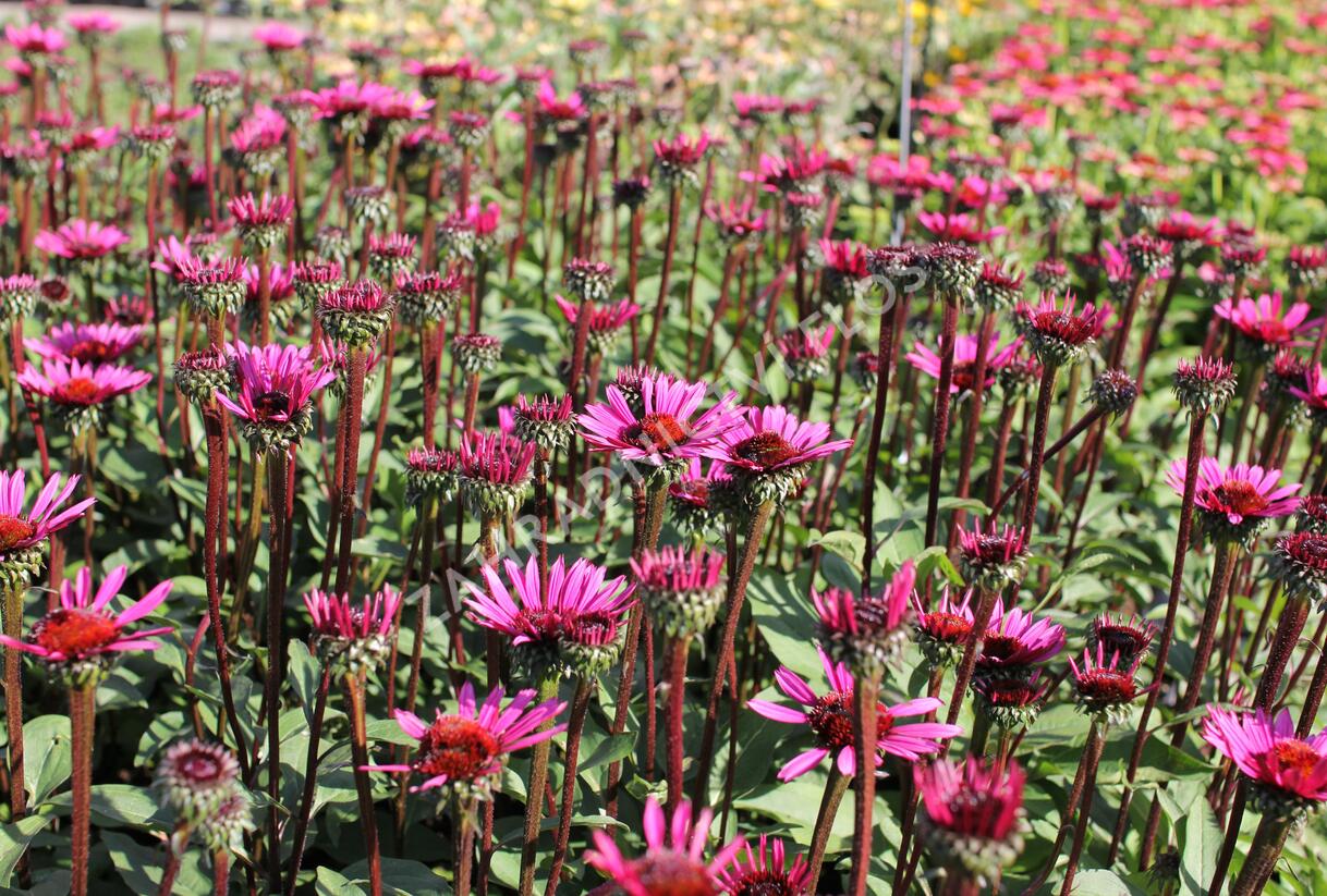 Třapatkovka nachová 'Fatal Attraction' - Echinacea purpurea 'Fatal Attraction'