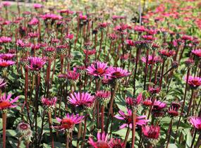 Třapatkovka nachová 'Fatal Attraction' - Echinacea purpurea 'Fatal Attraction'