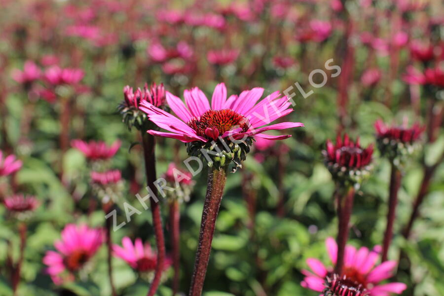 Třapatkovka nachová 'Fatal Attraction' - Echinacea purpurea 'Fatal Attraction'