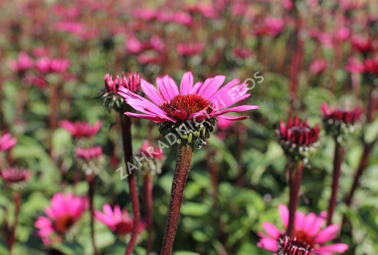 Třapatkovka nachová 'Fatal Attraction' - Echinacea purpurea 'Fatal Attraction'