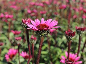 Třapatkovka nachová 'Fatal Attraction' - Echinacea purpurea 'Fatal Attraction'
