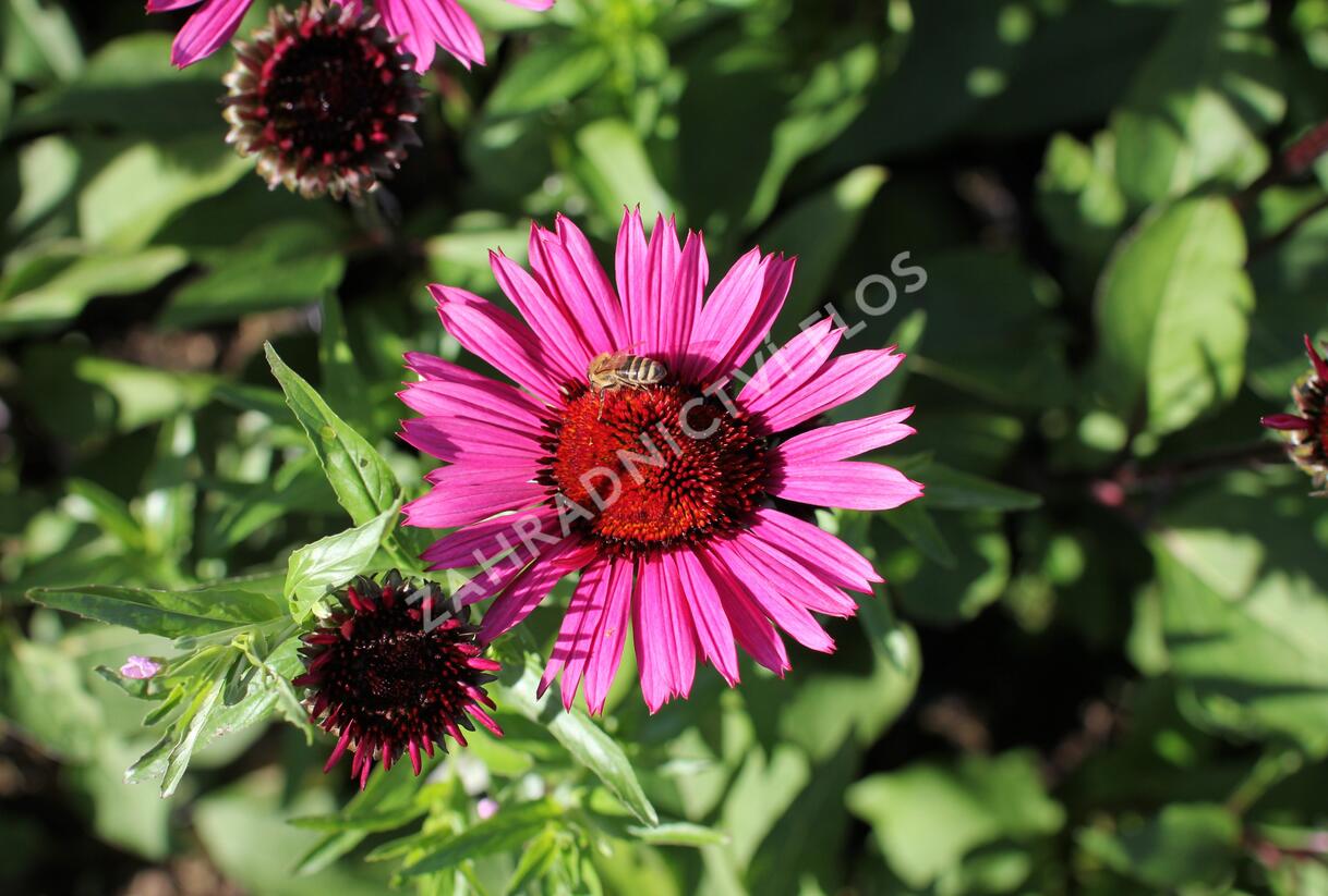 Třapatkovka nachová 'Fatal Attraction' - Echinacea purpurea 'Fatal Attraction'