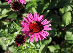 Třapatkovka nachová 'Fatal Attraction' - Echinacea purpurea 'Fatal Attraction'