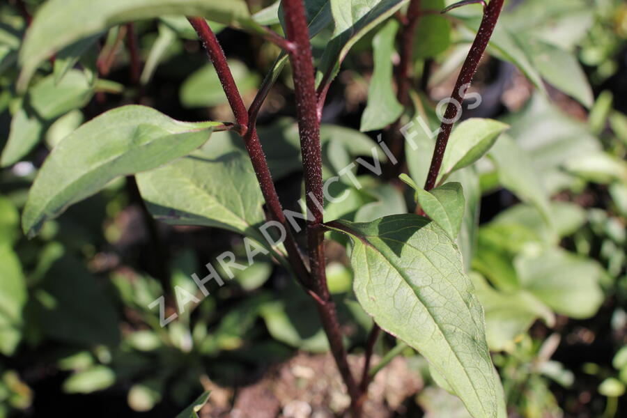 Třapatkovka nachová 'Fatal Attraction' - Echinacea purpurea 'Fatal Attraction'