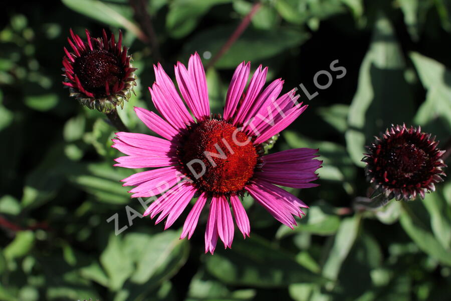 Třapatkovka nachová 'Fatal Attraction' - Echinacea purpurea 'Fatal Attraction'