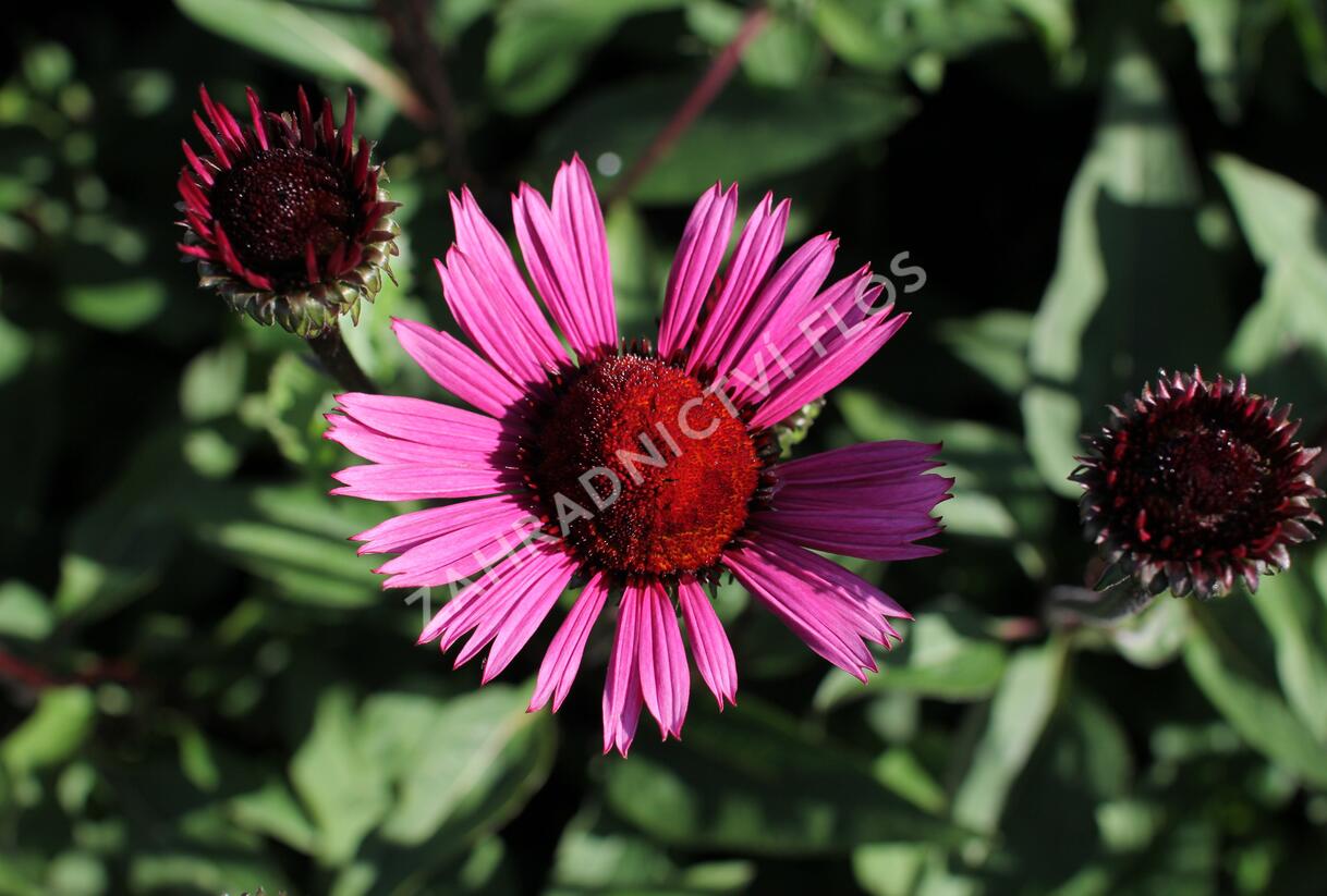 Třapatkovka nachová 'Fatal Attraction' - Echinacea purpurea 'Fatal Attraction'
