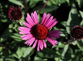 Třapatkovka nachová 'Fatal Attraction' - Echinacea purpurea 'Fatal Attraction'