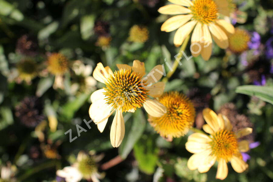 Třapatkovka nachová 'Mellow Yellows' - Echinacea purpurea 'Mellow Yellows'