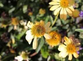 Třapatkovka nachová 'Mellow Yellows' - Echinacea purpurea 'Mellow Yellows'