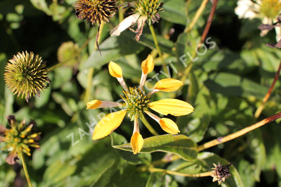 Třapatkovka nachová 'Mellow Yellows' - Echinacea purpurea 'Mellow Yellows'