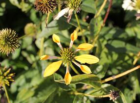 Třapatkovka nachová 'Mellow Yellows' - Echinacea purpurea 'Mellow Yellows'