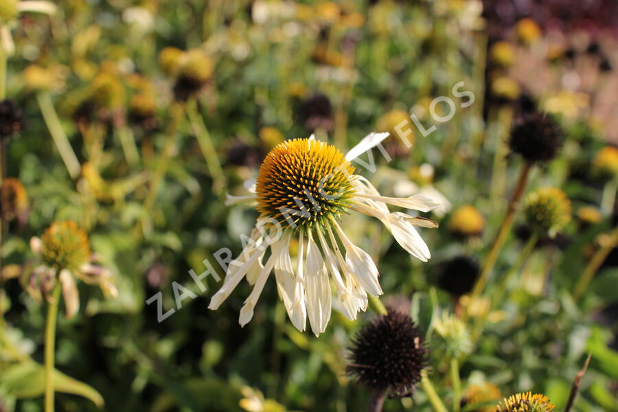 Třapatkovka nachová 'Mellow Yellows' - Echinacea purpurea 'Mellow Yellows'