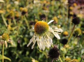 Třapatkovka nachová 'Mellow Yellows' - Echinacea purpurea 'Mellow Yellows'