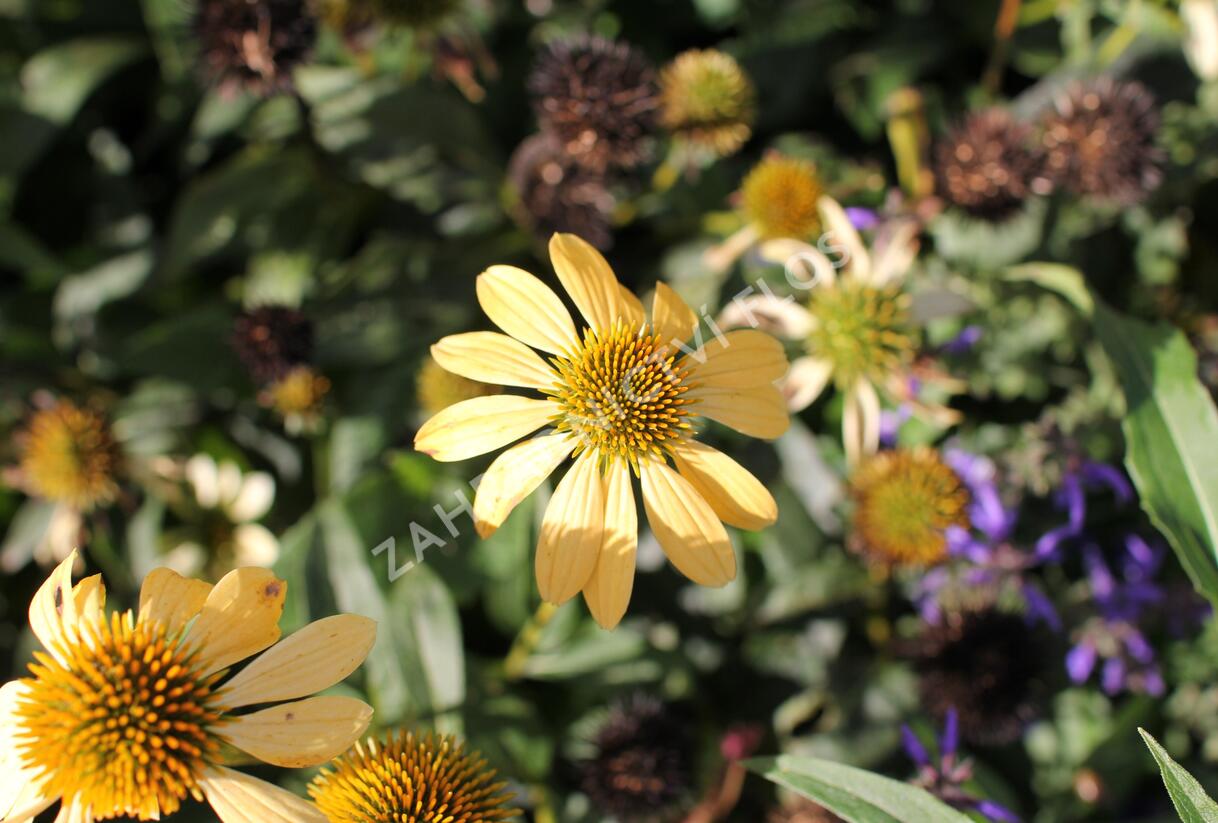 Třapatkovka nachová 'Mellow Yellows' - Echinacea purpurea 'Mellow Yellows'
