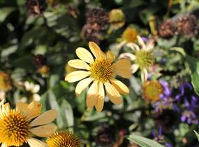 Třapatkovka nachová 'Mellow Yellows' - Echinacea purpurea 'Mellow Yellows'