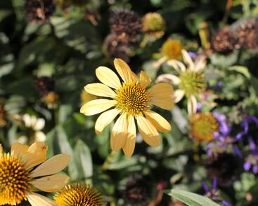 Třapatkovka nachová 'Mellow Yellows'