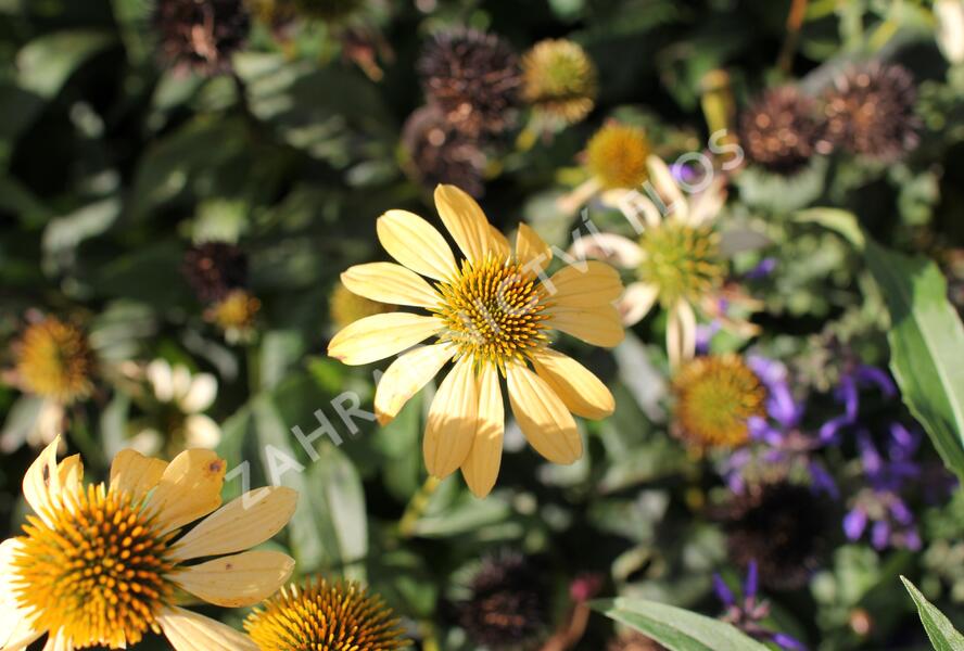 Třapatkovka nachová 'Mellow Yellows' - Echinacea purpurea 'Mellow Yellows'