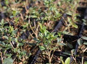 Ptačí zob obecný 'Liga' - Ligustrum vulgare 'Liga'