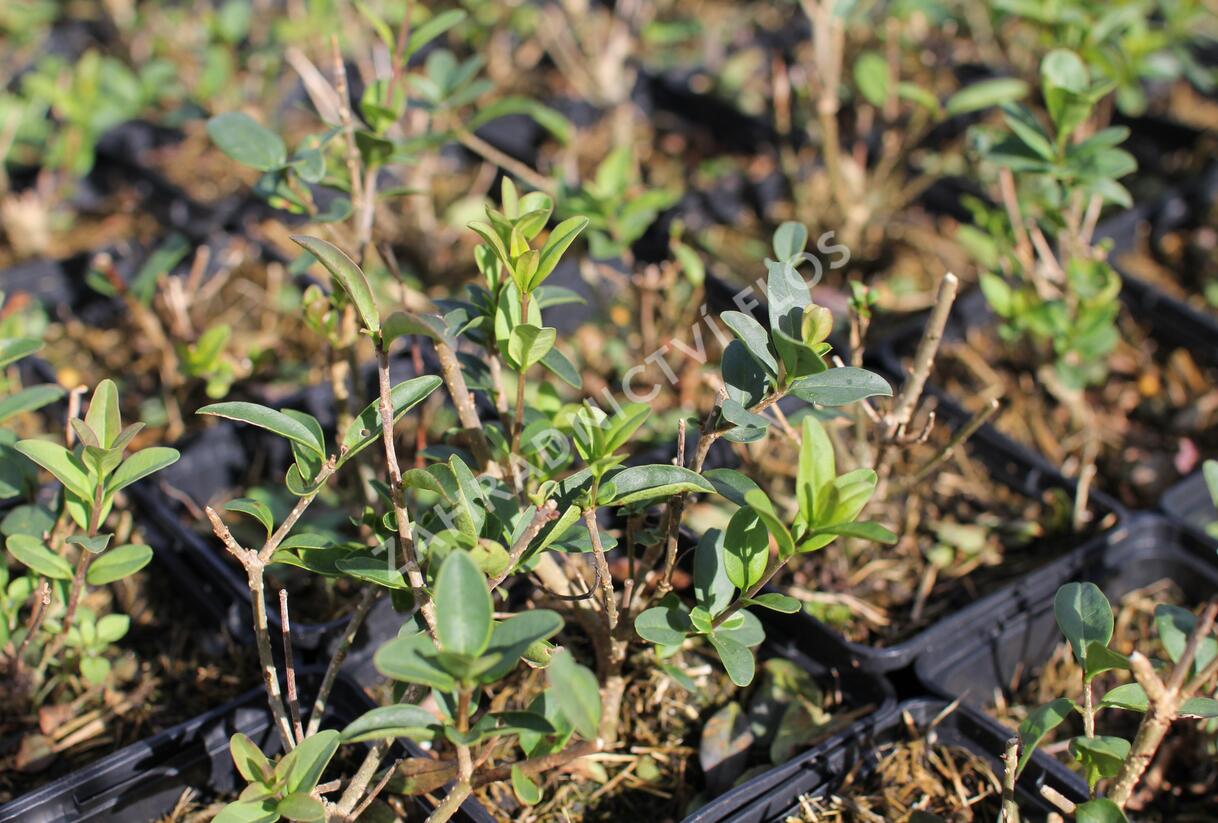 Ptačí zob obecný 'Liga' - Ligustrum vulgare 'Liga'