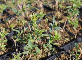 Ptačí zob obecný 'Liga' - Ligustrum vulgare 'Liga'