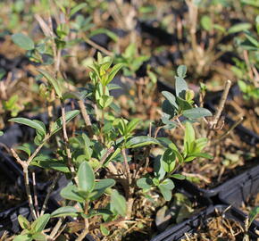 Ptačí zob becný 'Liga' - Ligustrum vulgare 'Liga'
