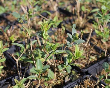 Ptačí zob obecný 'Liga'