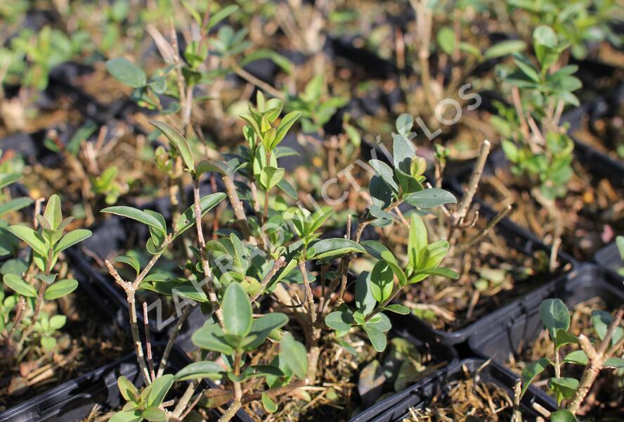 Ptačí zob obecný 'Liga' - Ligustrum vulgare 'Liga'