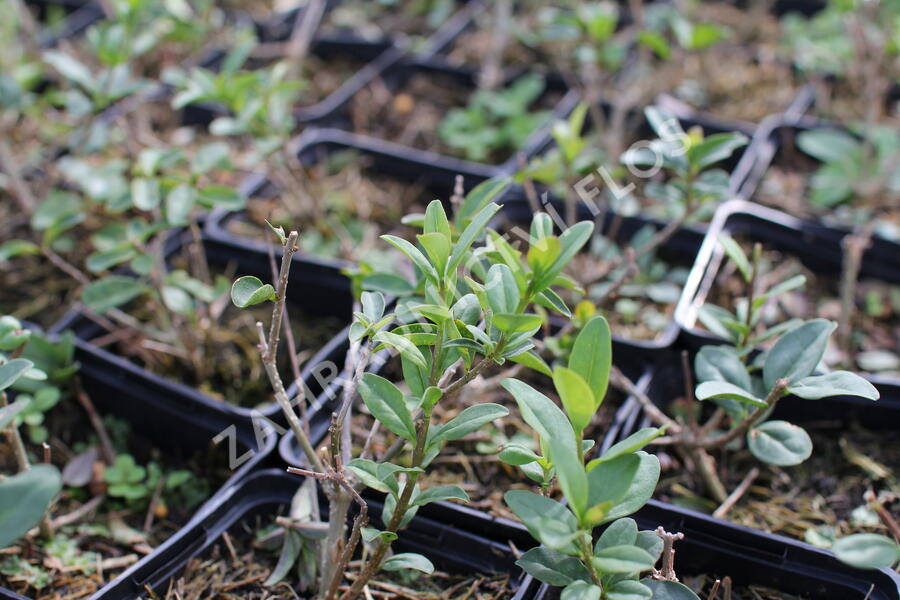 Ptačí zob obecný 'Listrum' - Ligustrum vulgare 'Listrum'