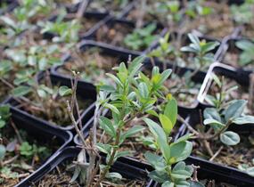 Ptačí zob obecný 'Listrum' - Ligustrum vulgare 'Listrum'