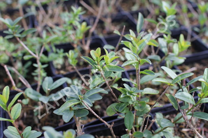 Ptačí zob obecný 'Listrum' - Ligustrum vulgare 'Listrum'