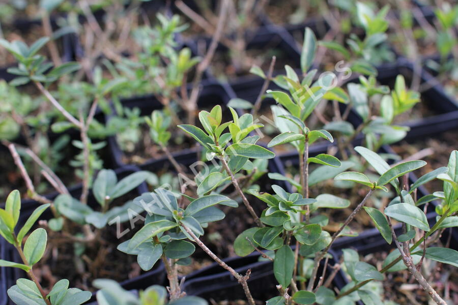 Ptačí zob obecný 'Listrum' - Ligustrum vulgare 'Listrum'
