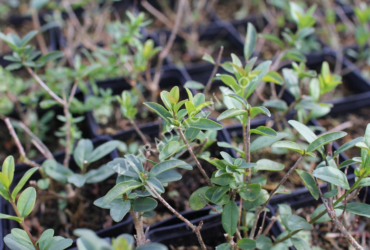 Ptačí zob obecný 'Listrum' - Ligustrum vulgare 'Listrum'