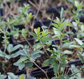 Ptačí zob obecný 'Listrum' - Ligustrum vulgare 'Listrum'