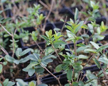 Ptačí zob obecný 'Listrum'