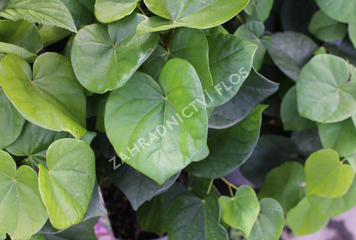 Zmarlika čínská 'Avondale' - Cercis chinensis 'Avondale'