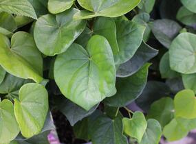 Zmarlika čínská 'Avondale' - Cercis chinensis 'Avondale'