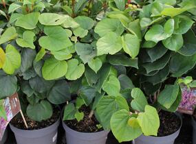 Zmarlika čínská 'Avondale' - Cercis chinensis 'Avondale'