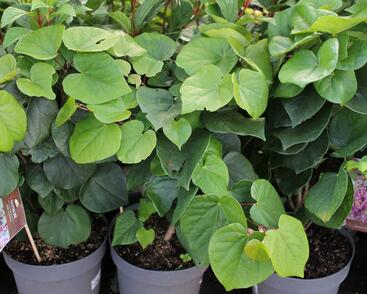 Zmarlika čínská 'Avondale'