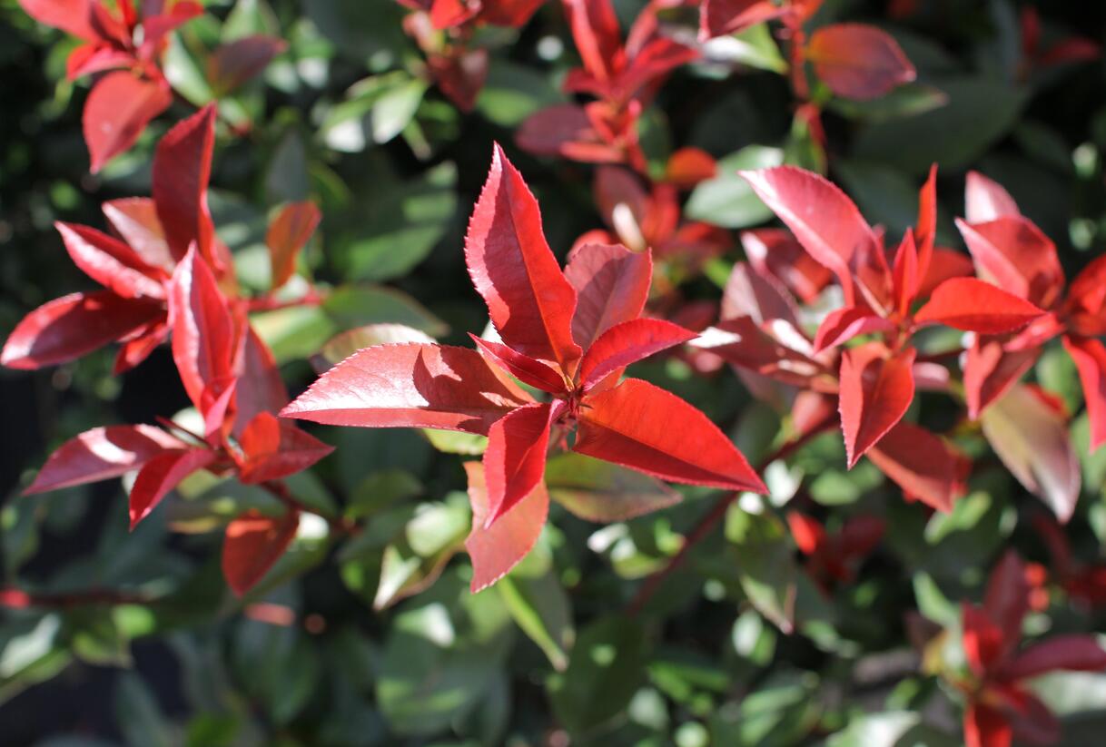 Blýskavka Fraserova 'Carré Rouge' ('Mandarin') - Photinia fraseri 'Carré Rouge' ('Mandarin')