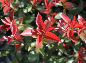 Blýskavka Fraserova 'Carré Rouge' ('Mandarin') - Photinia fraseri 'Carré Rouge' ('Mandarin')