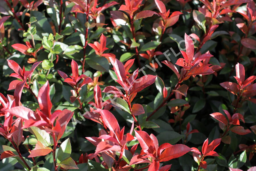 Blýskavka Fraserova 'Carré Rouge' ('Mandarin') - Photinia fraseri 'Carré Rouge' ('Mandarin')